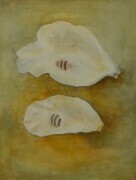 Shells by the Seashore
